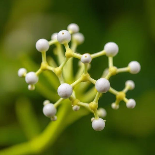 Glutathione for Skin Whitening, Health & Wellness: Benefits, Uses, and the Best Glutathione from Zoomer Health